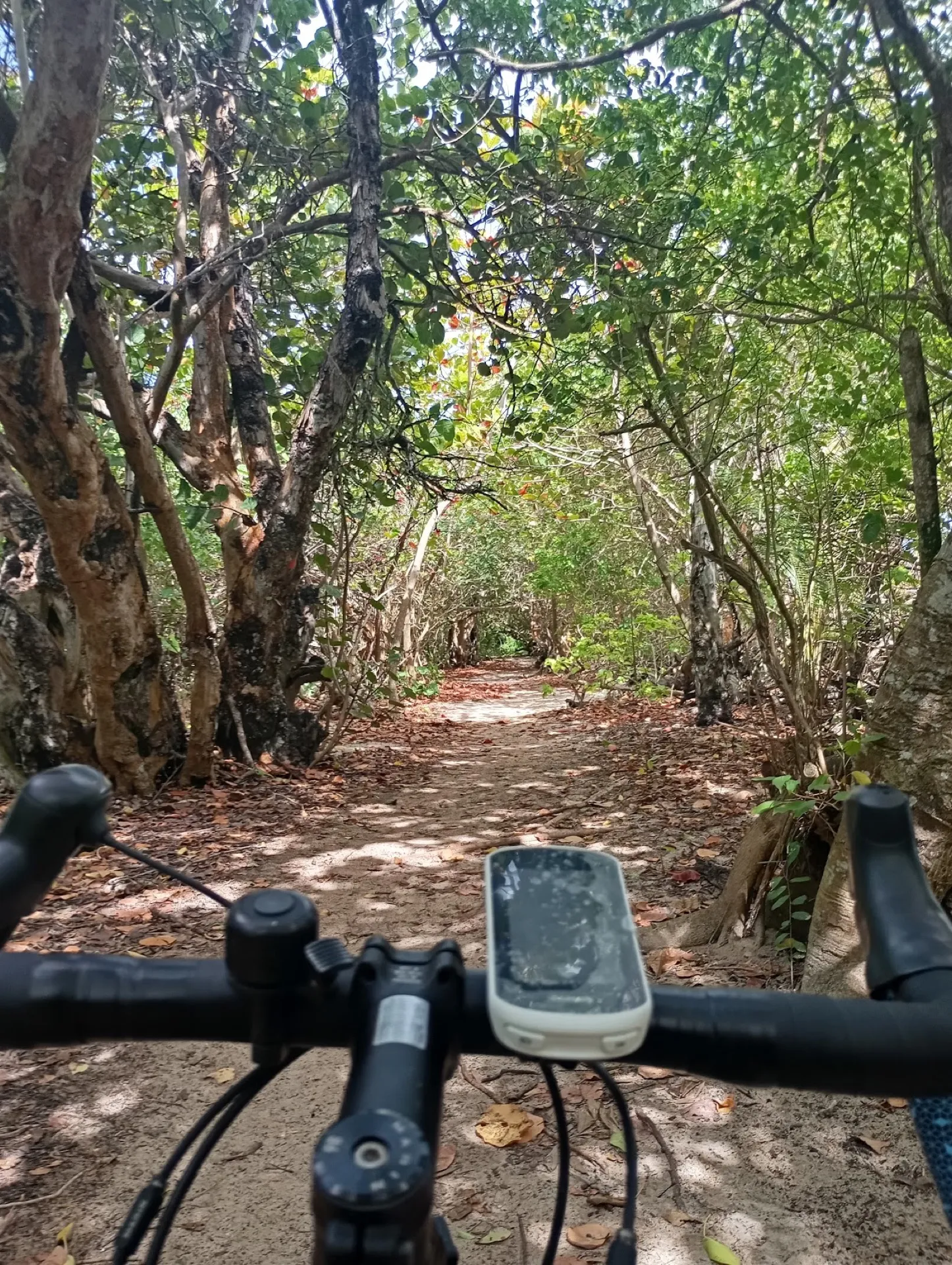 POV from a gravel bike on a shaded forest trail with a Garmin computer mounted on the handlebar, Siargao Island